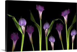 5 out of 5 stars. Purple Calla Lilies On Black Background Wall Art Canvas Prints Framed Prints Wall Peels Great Big Canvas
