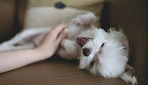 Sometimes puppies represent your qualities as a friend and a person, meaning you are trustworthy. White Dog Dream Meaning And Symbolism