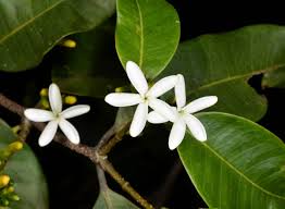 Image result for Landolphia