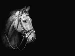 Black And White Horse Photography Equine Photographer Elke Vogelsang Germany In 2020 White Horse Photography Equine Photographer Horses