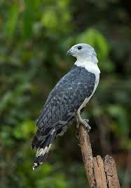 gaviao de cabeca cinza ou gaviao gato leptodon cayanensis animals bald eagle bird