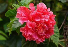 Flowers Of Colombia Hibiscus Rosa Sinensis Double Hibiscus Rosa Sinensis Hibiscus Red Flowers