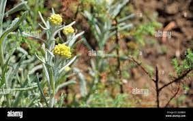 Image result for Helichrysum stenopterum