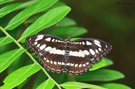 Image result for Sartidia angolensis