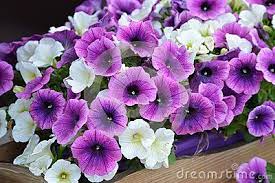 White And Purple Pretty Petunia Flowers With Green Leaves In A Wood Pot Purple Petunias Petunias Flowers
