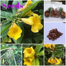 Image result for Allamanda schottii