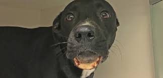 A Bone To Pick One Dog Learns The Dangers Of Marrow Bones Aspca