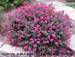 Free shipping and free returns on eligible items. 43 Plants Ideas Plants Garden Plants Perennials