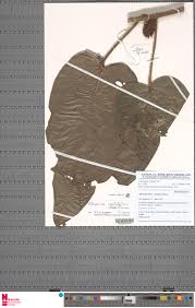 Image result for Albertisia