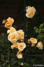 Galeriebild Unbenannt Garten Pur Garten Bilder