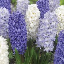 Blau Durch Sie Hyazinthen Mischung In 2020 Hyazinthe Fruhlingsblumen Schone Blumen