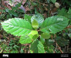 Image result for Curtisia dentata