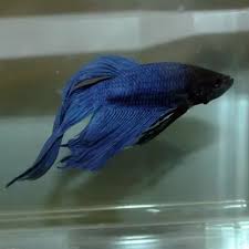 But, these death sports are extremely deadly. What Are The Different Kinds Of Betta Fish Quora