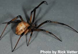 Some can be found on the underside of leaves in your yard, attached to tree branches outdoors, in a burrow, or on the eave of your home. Study Finds Oil Based Pesticides Most Effective At Killing Contents Of Brown Widow Egg Sacs