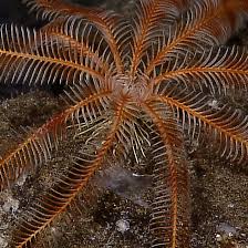 Image result for Pycnosphaera