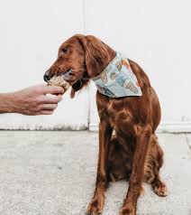 $15 trial day for a free day of day care. Who S The Boss Dog Training