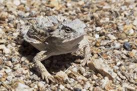 Arizona Lizard Black And White Tail Regal Horned Lizard Near Dam Brid Horned Lizard Lizard Brid