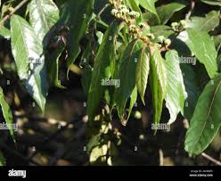 Image result for Keetia gueinzii