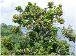 Image result for Carpodiptera africana