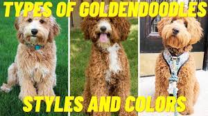 Cream/red colors are in essence recessive dominant, if that makes sense. Different Types Of Goldendoodles Styles And Colors Of Goldendoodles Youtube