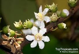 Image result for Bellucia pentamera