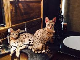 Their coats have a unique, plush feel unlike any other cat breed. Savannah Cat Size Diet Temperament Price