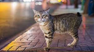 Five Health Concerns For The Manx Cat To Be Aware Of