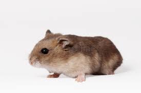 Resize jpg, png image online by choosing predefined size or . Brown Hamster Stock Image Image Of Expressive Background 39158369