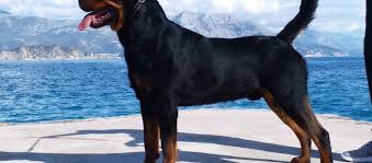 Other beliefs included that docking strengthened the dog's back and also increased a dog's speed. Rottweiler Tails To Dock Or Not To Dock Mississippi Rottweilers
