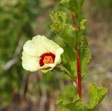 Image result for Cienfuegosia hildebrandtii