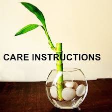 Lucky Bamboo Plant Care Instructions Didn T Know Half Of This Bamboo Plant Care Bamboo Plants Lucky Bamboo Plants