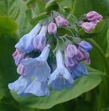 Род mertensia roth — мертензия. Virginia Bluebells Mertensia Virginica