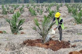 Underplanting Mengundang Hama Dan Penyakit