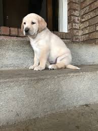Our chocolate labrador retriever puppies for sale make one of the best companions for a family and home. Labrador Retriever Puppies For Sale Kenosha Wi 287559