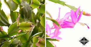 If there are any videos (rare online houseplant unboxing's, more plant tours, specific plant care) please let me know How To Care For Christmas Holiday Cactus Schlumbergera Gardening Channel How To Grow Cactus Holiday Cactus Cactus Plants