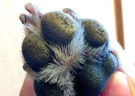 If your dog has this condition. Hair Growing From My Dog S Paw Pads Dry Dog Nose Dog Nose Dog Paw Care
