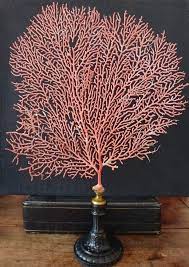 Gorgone Rouge Sur Socle Regule Curiosite Oddities Deco Art Coquillage Deco Mer Cabinet De Curiosite