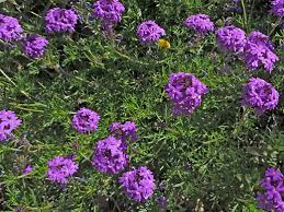 Image result for Vandellia subracemosa