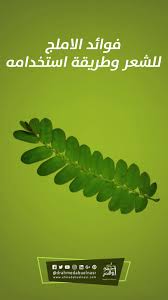 فوائد الاملج للشعر وطريقة استخدامه Plant Leaves Herbs Plants