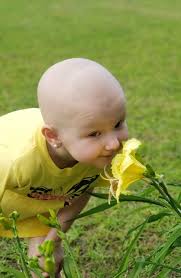 Yellow lilies grown from seeds in 2021 Mumbai