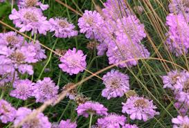 Image result for Scabiosa