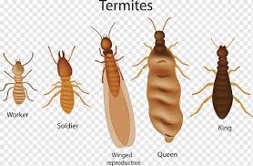 Insects have lived on earth for about 400 million years. Eastern Subterranean Termite Insect Cockroach Pest Control Colony Insect Animals Pest Control Ant Png Pngwing