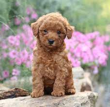 Meet Theo The Most Adorable Miniaturepoodle Puppy He Is Friendly Energetic And Mini Poodle Puppy Miniature Poodle Puppy Poodle Puppies For Sale