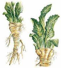 Horseradish Health Benefits Of Horseradish Horseradish Plant Horseradish Plant Health Benefits Of Radishes Growing Horseradish