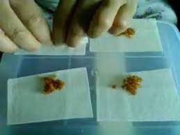 Ambil sekeping kulit popia, letakkan di dalam pinggan atau dulang, letakkan sesudu sos prego di atas kulit dan gulung kulit popia tersebut. Cara Meyimpul Popiah Mini Youtube