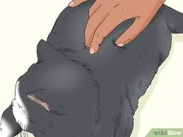 We did not find results for: How To Give Your Cat A Massage With Pictures Wikihow