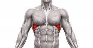 Muscles of the chest enable us to lift, extend, and rotate our arms, along with playing a part in the process of respiration. The Boxer S Muscle