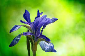 Iris Flower Meanings And Iris Symbolism Irises Are Off The Hook With Healing Energy They Are Also Amaz Iris Flowers Perennial Flowering Plants Planting Bulbs