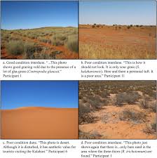 Image result for Centropodia glauca