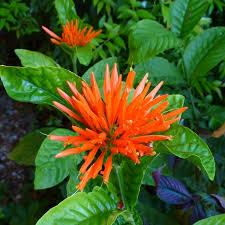 Image result for Justicia odora